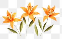 PNG Orange lillys flower petal plant. 