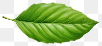PNG Leaf plant green freshness. AI generated Image by rawpixel.