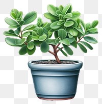 PNG Plant bonsai leaf tree. 