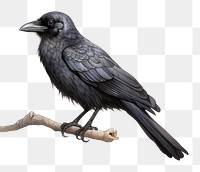 PNG Crow blackbird drawing animal. 