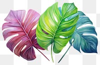 PNG Tropical leaves drawing plant leaf. 