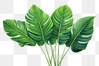 PNG Tropical leaves plant leaf freshness. 