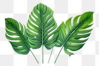 PNG Tropical leaves tropics plant leaf. AI generated Image by rawpixel.