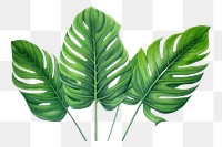 PNG Tropical leaves tropics plant leaf. 