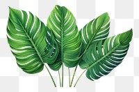 PNG Tropical leaves plant leaf xanthosoma. 