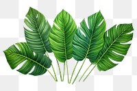 PNG Tropical leaves tropics plant leaf. 