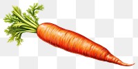 PNG Carrot vegetable plant food. 