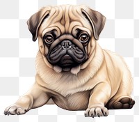 PNG Pug animal mammal dog. 