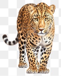 PNG Wildlife leopard animal mammal. AI generated Image by rawpixel.