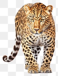 PNG Leopard wildlife cheetah animal. 