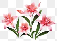 PNG Lillys flower petal plant. 