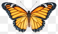 PNG Monarch butterfly animal insect  