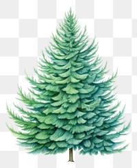 PNG Christmas tree pine plant fir. AI generated Image by rawpixel.