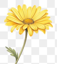 PNG Yellow daisy sunflower yellow petal. AI generated Image by rawpixel.