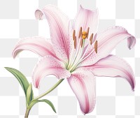 PNG Blossom flower plant lily. 