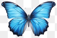 PNG Blue morpho butterfly animal insect  