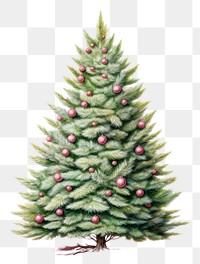 PNG Christmas tree pine decoration plant. 