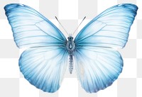 PNG Spring azure butterfly animal insect  