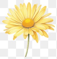 PNG Yellow daisy flower yellow petal. 