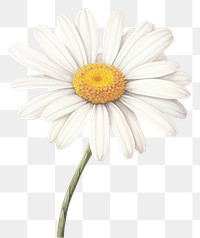 PNG Daisy flower plant white. 