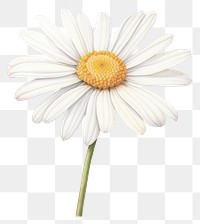 PNG Daisy flower plant white. AI generated Image by rawpixel.