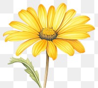 PNG Yellow daisy sunflower yellow petal. 