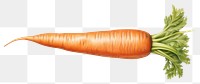 PNG Carrot vegetable plant food. AI generated Image by rawpixel.