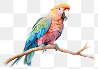 PNG Parrot animal bird creativity. 