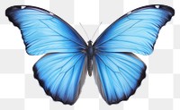 PNG Blue morpho butterfly animal insect  