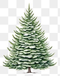 PNG Christmas tree pine decoration drawing. 