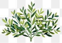 PNG Green bush plant herbs leaf. AI generated Image by rawpixel.