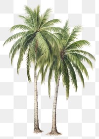 PNG Palm trees drawing plant tranquility. 