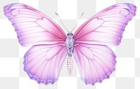 PNG Butterfly drawing animal insect. 