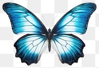 PNG Butterfly animal insect  