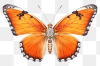 PNG Butterfly animal insect  