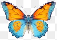 PNG Butterfly insect animal  