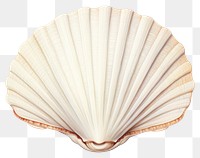 PNG Sea shell seashell clam white background. AI generated Image by rawpixel.