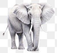 PNG Animal elephant wildlife drawing. 