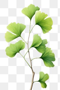 PNG Plant leaf freshness vegetable. AI generated Image by rawpixel.