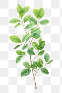 PNG Plant leaf tree annonaceae. AI generated Image by rawpixel.