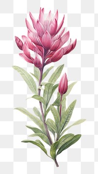 PNG Botanical blossom drawing flower