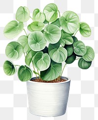 PNG Peperomia House Plants plant leaf  