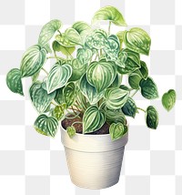 PNG Peperomia House Plants plant leaf  