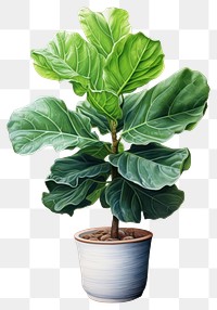 PNG Iddle-leaf fig plant tree  