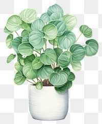 PNG Peperomia House Plants plant leaf vase. AI generated Image by rawpixel.