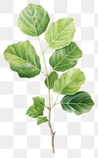 PNG Iddle-leaf fig plant herbs tree. 