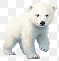 PNG Baby polar bear wildlife mammal animal. AI generated Image by rawpixel.