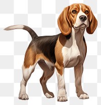 PNG Beagle dog beagle animal mammal. 