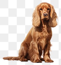 PNG Spaniel animal mammal pet. 