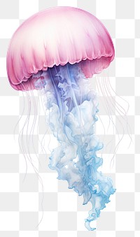 PNG Cute jellyfish invertebrate transparent translucent. 